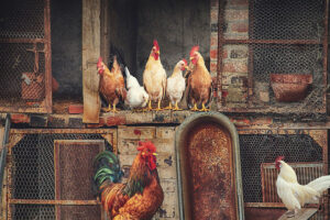 Start Poultry farming in Nigeria