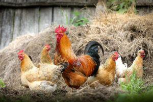 Start Poultry farming in Nigeria