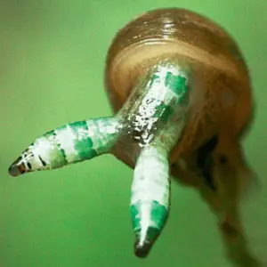 what do snails eat